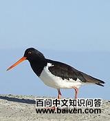 �ϵ�������