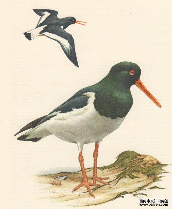 ���֣���̬����ͼ