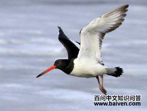 ���֣�����ͼ