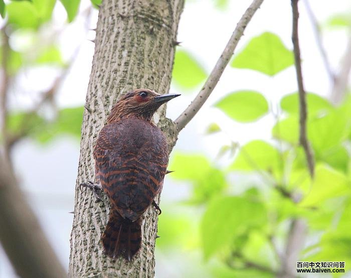 ����ľ��