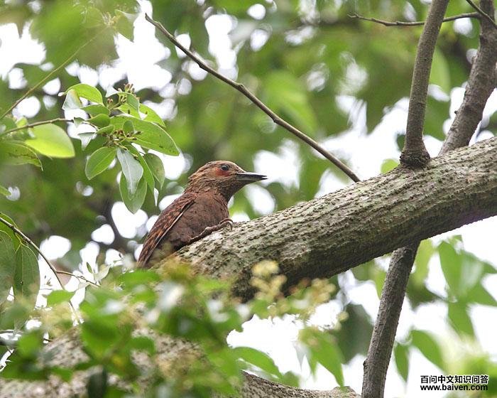 ����ľ��