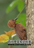 ����ľ��