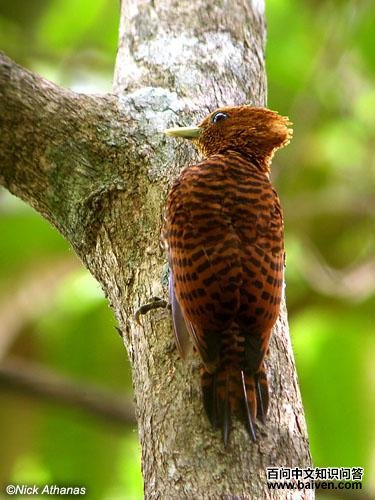 ����ľ��