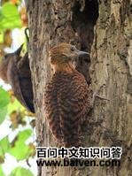 ����ľ��