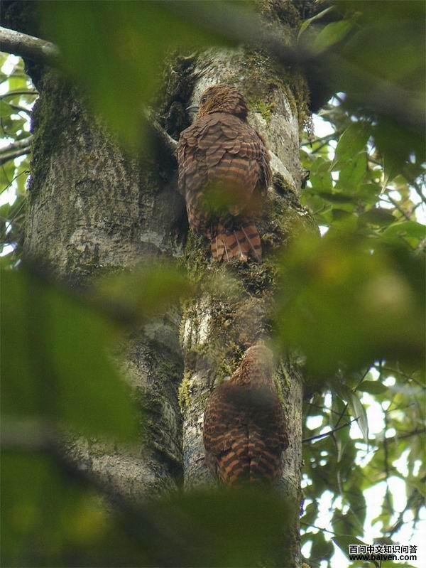 ����ľ��