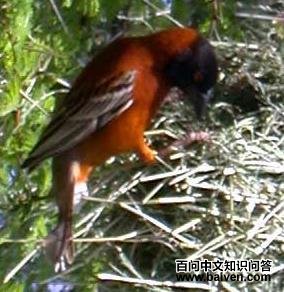 ��֯ȸ��ͼƬ