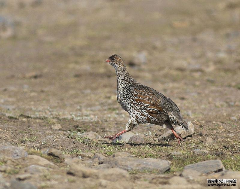 ��������ͼƬ