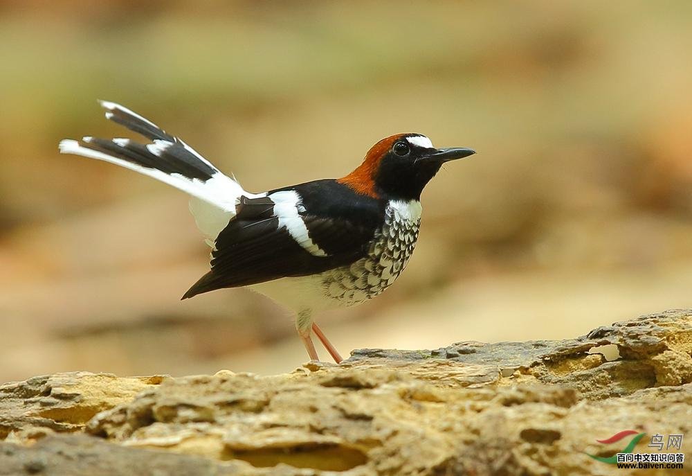 栗枕燕尾 栗枕燕尾的图片