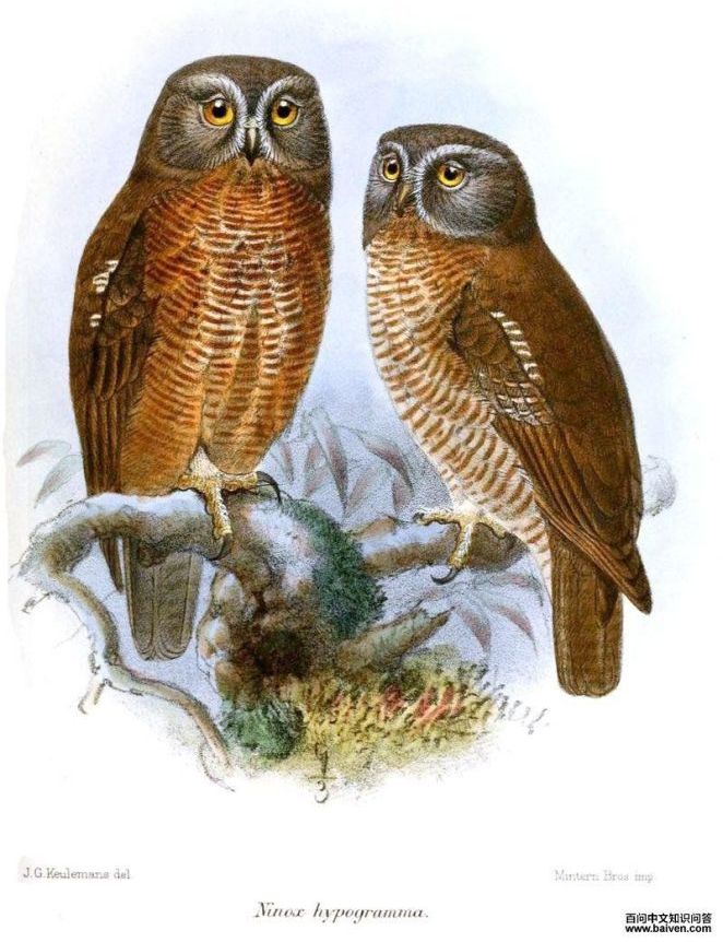 栗鹰鸮 栗鹰鸮的图片