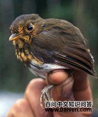 栗蚁鸫 栗蚁鸫的图片