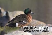 ����Ѽ��ͼƬ