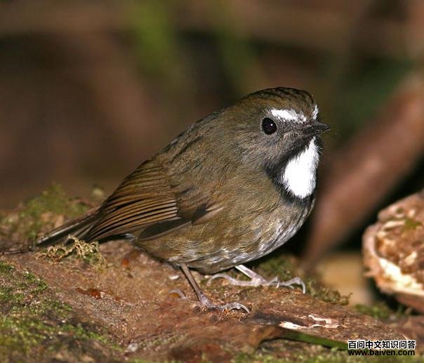 白喉姬鹟 白喉姬鹟的图片