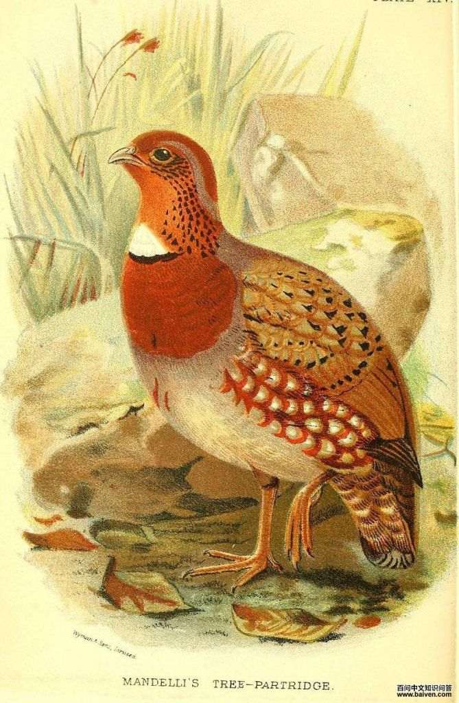 栗胸山鹧鸪 栗胸山鹧鸪的图片