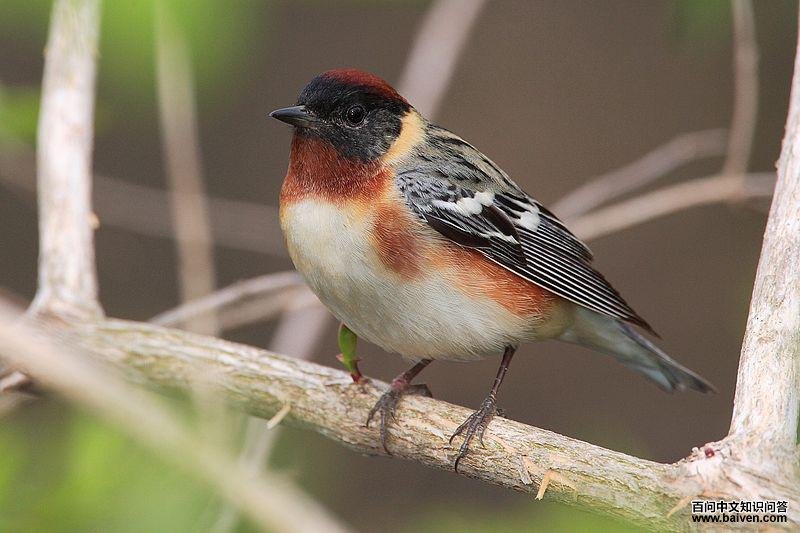 ������ݺ��ͼƬ