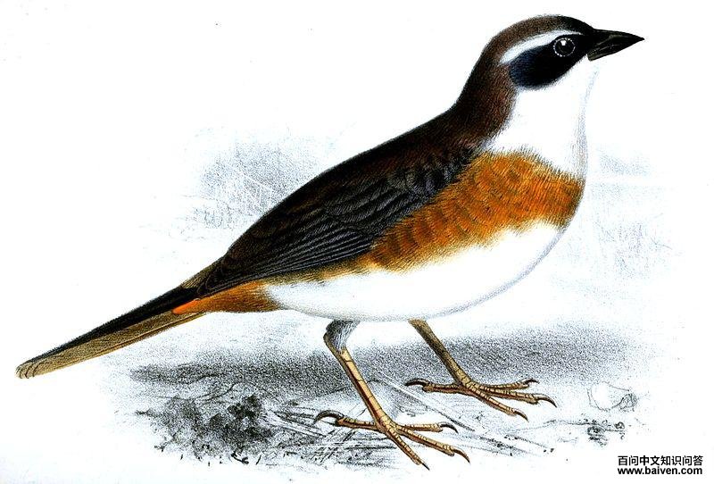 ���ظ��c��ͼƬ