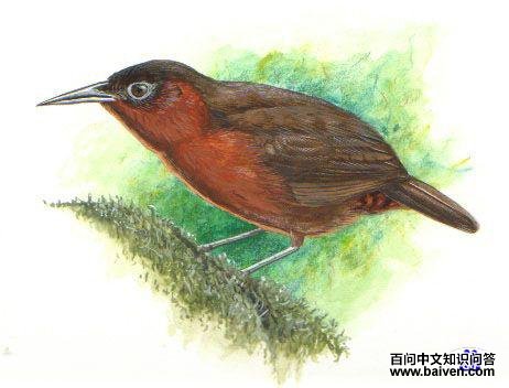 ���ظ�����