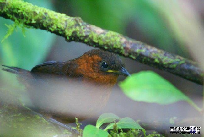 ���ظ����ӵ�ͼƬ