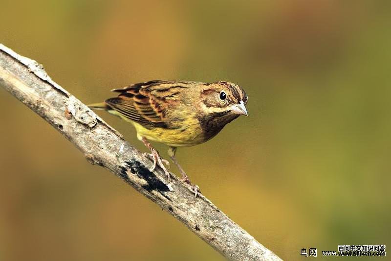 ���c���Ƿ�ֳ�𣨶��𣩣���Ӱ����������