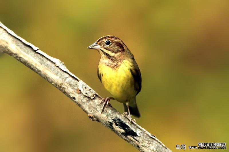 ���c���Ƿ�ֳ�𣨶��𣩣���Ӱ����������