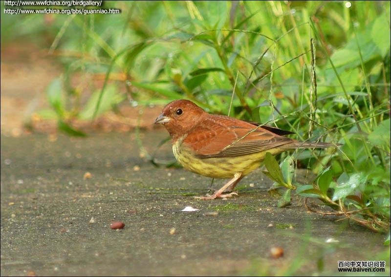 ���c���Ƿ�ֳ������