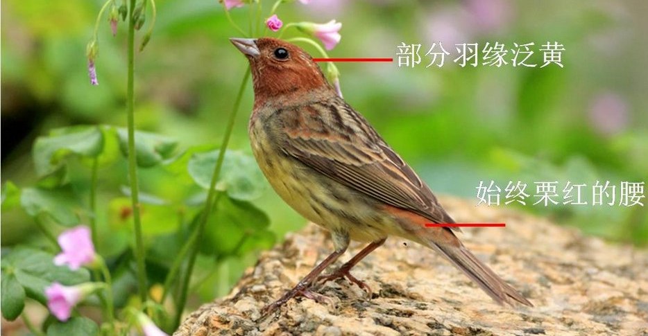 ���c���Ƿ�ֳ������