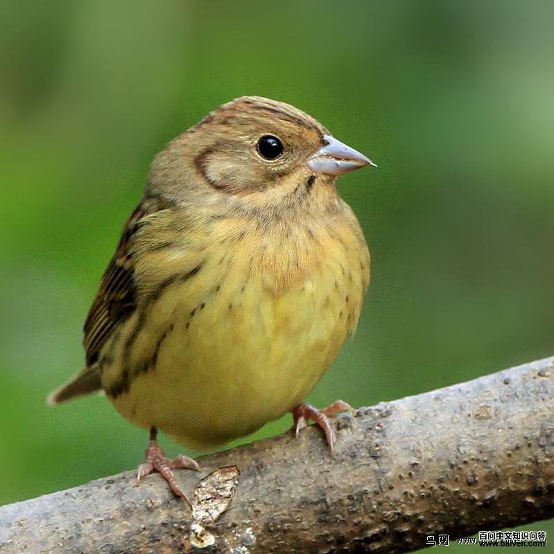 ���c�����������