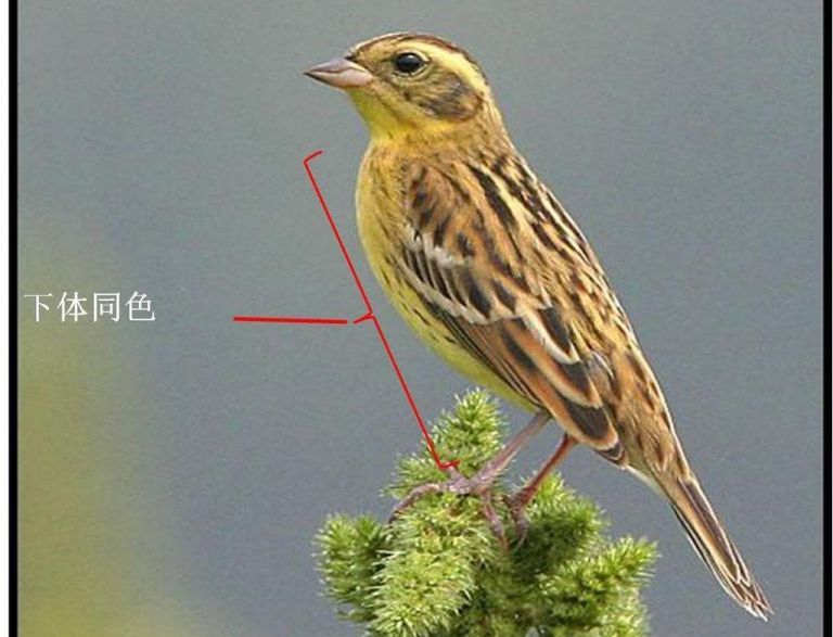 �ƺ��c���������а�ɫ���ߣ���ɫü��