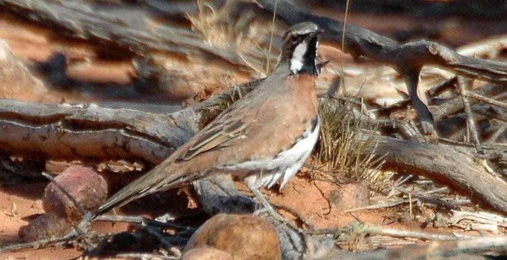 ��������ͼƬ