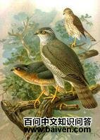 ��вӥ��ͼƬ