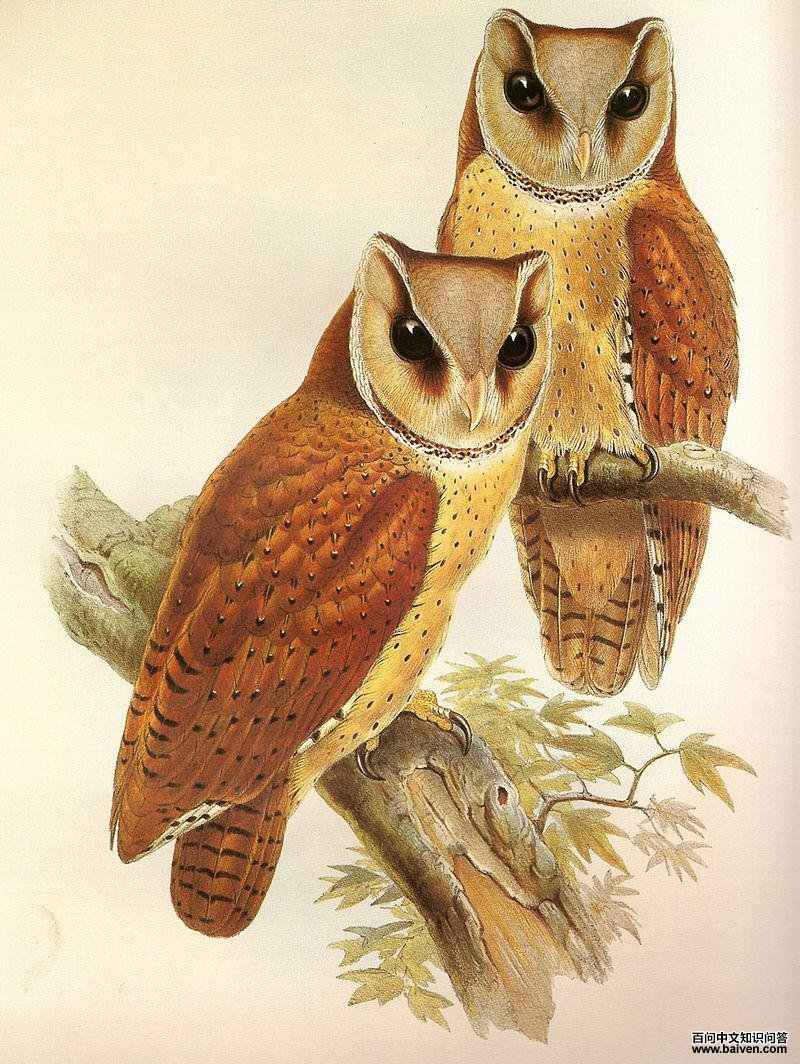 栗鸮属 栗鸮属的图片