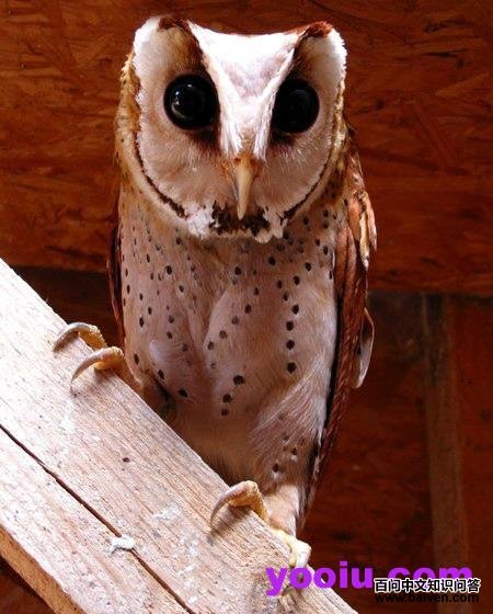 ���^��������������ĳ��Һ�Ժ��1999��