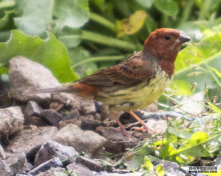 ���c��ͼƬ