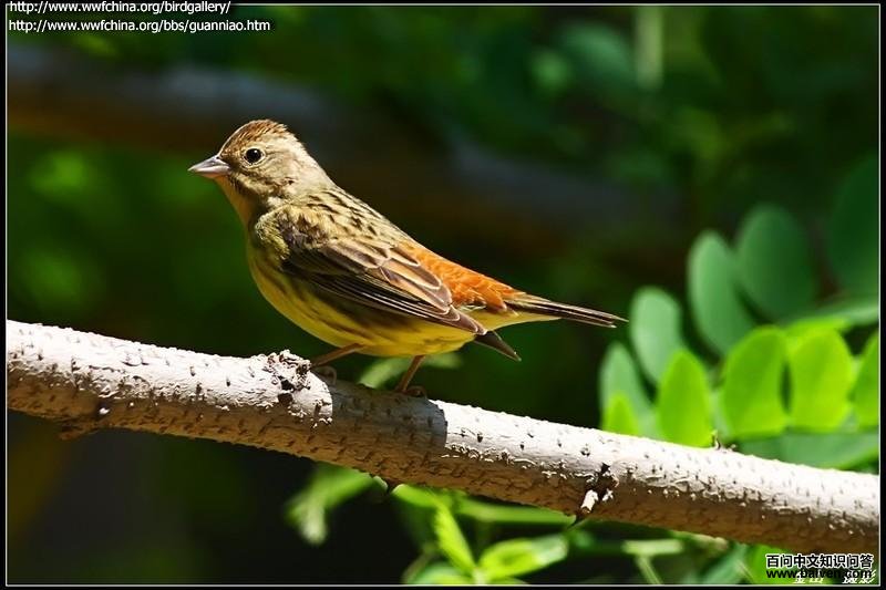 ���c��������ɫ����