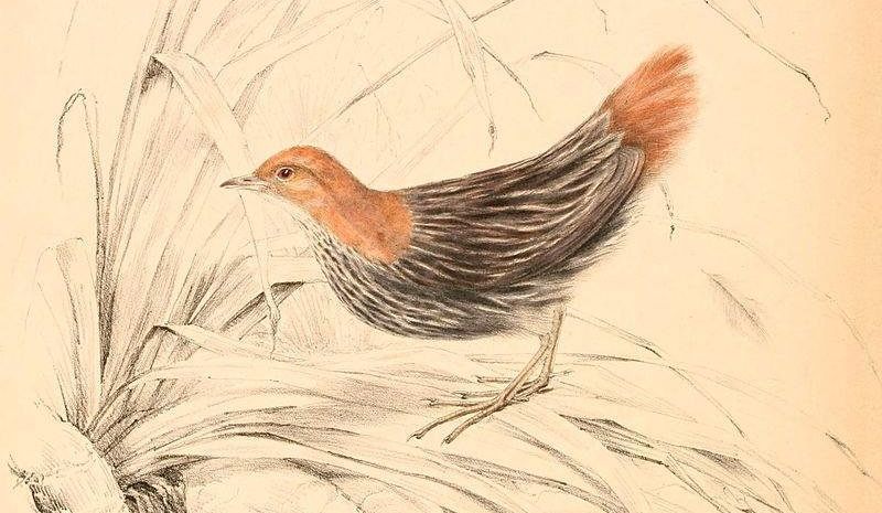 栗尾侏秧鸡 栗尾侏秧鸡的图片