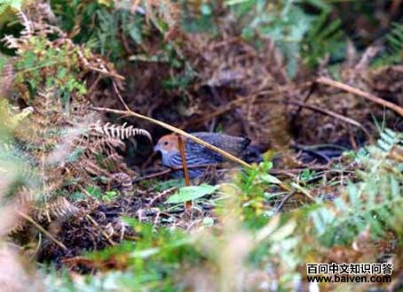 ��β٪����