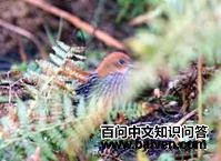 ��β٪����