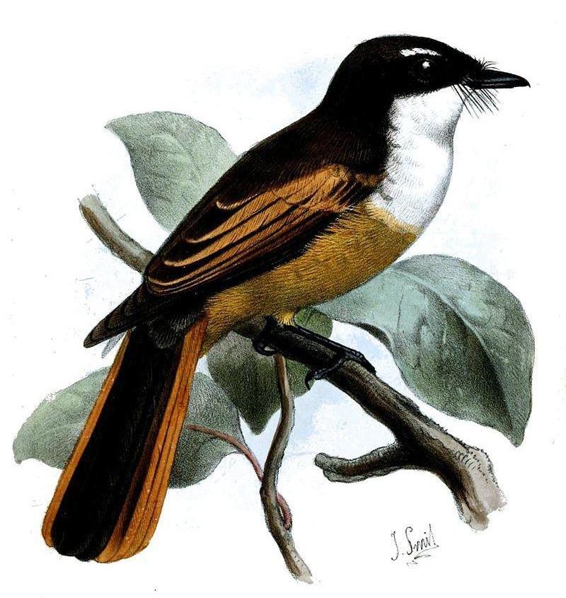 ��β��β�l��ͼƬ