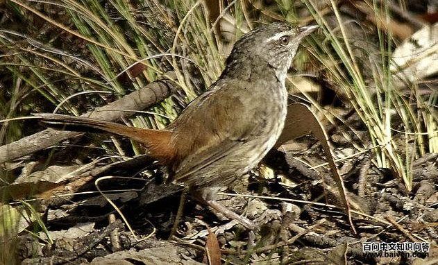 ��β�ش�ݺ��ͼƬ