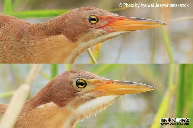 ��έ�Z������ͷ����д