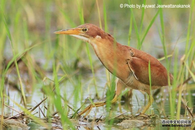 ��έ�Z��ͼƬ