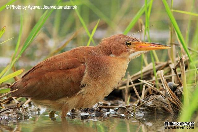 ��έ�Z������