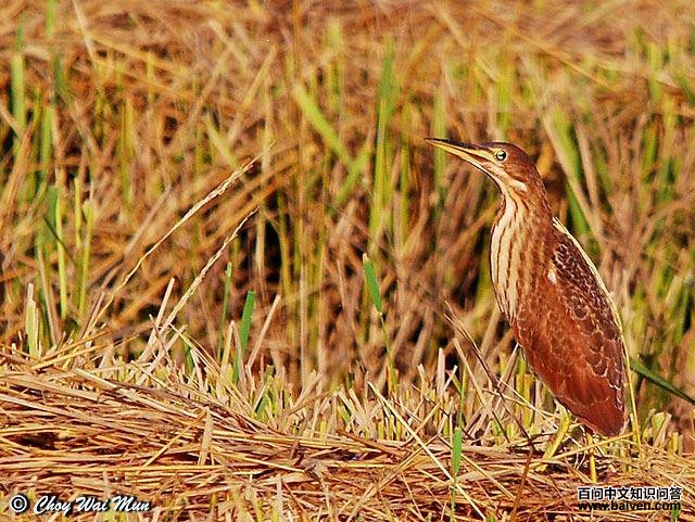 ��έ�Z������