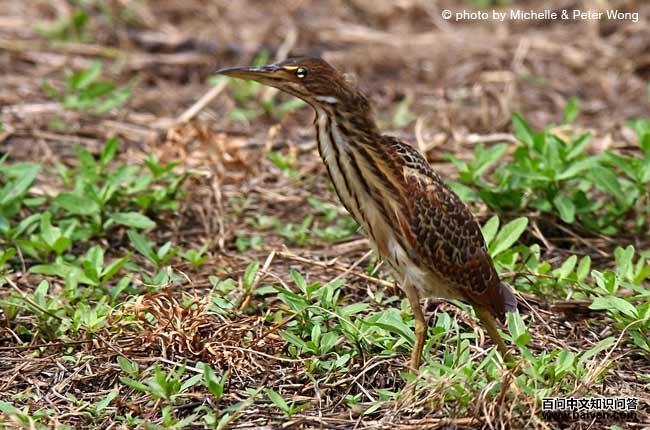 ��έ�Z���ǳ���