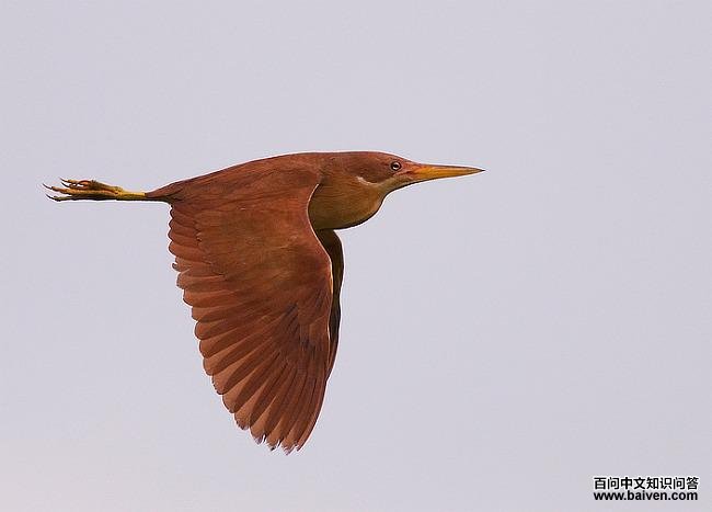 ��έ�Z���������ͼ