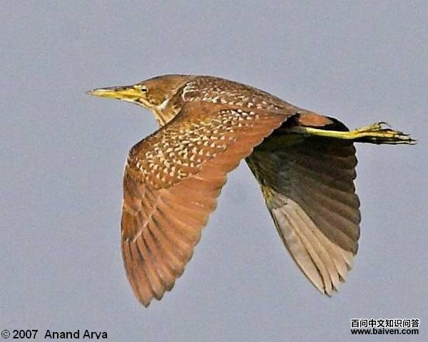 ��έ�Z���������ͼ