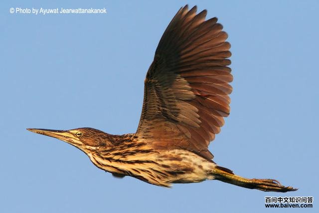 ��έ�Z���������ͼ