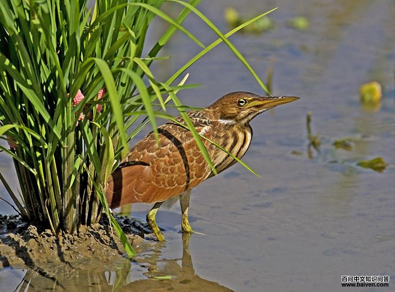 ��έ�Z���ǳ���