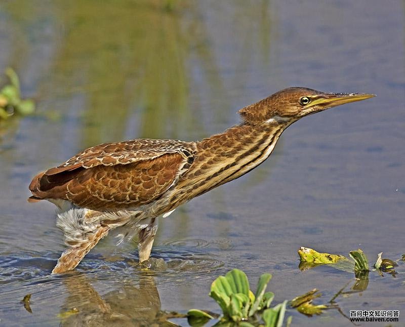 ��έ�Z���ǳ���