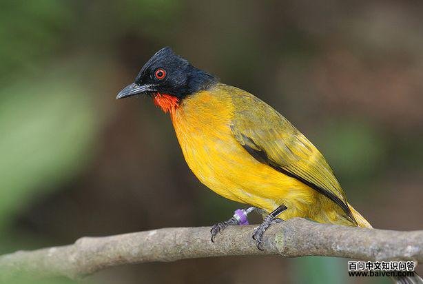 栗喉鹎 栗喉鹎的图片