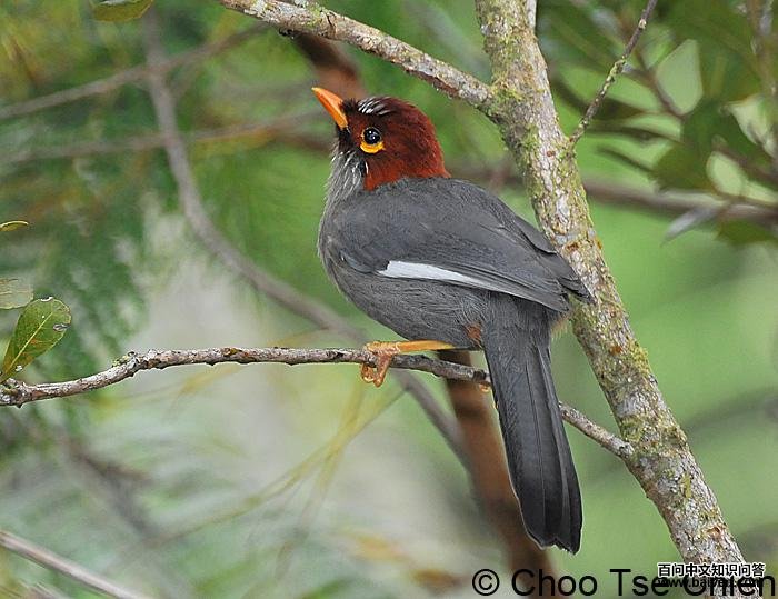 栗冠噪鹛 栗冠噪鹛的图片